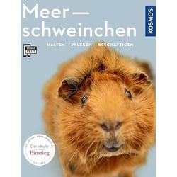 Meerschweinchen