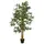 Europalms Bambus Multistamm, 180cm