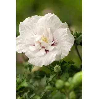 Pflanzen Für Dich Hibiscus syriacus 'White Chiffon', Gartenhibiskus, weiß, 60–80 cm