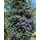 PlantaPro Clematis alpina 80–100 cm – Winterhart & Mehrjährig & Pflegeleicht – Alpen-Waldrebe – Kletterpflanze für Pergola & Rankhilfe