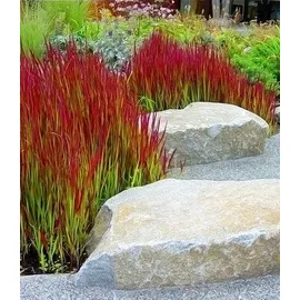 BALDUR Garten 3x Ziergras 'Red Baron', Pflanzen im 9x9 cm-Topf, Japanisches Blutgras, Flammengras, Imperata cylindrica, Garten-Ziergräser, winterh...