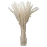 Intirilife Pampasgras 30 Stück in Weiß - 45 cm - Natürliche Trockenblume weiches nachhaltiges Schilfgras