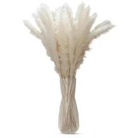 Intirilife Pampasgras 30 Stück in Weiß - 45 cm - Natürliche Trockenblume weiches nachhaltiges Schilfgras