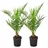 Bloomique - 2er-Set - Phoenix Canariensis - Kanarische Dattelpalme - Palme - Balkonpflanzen Winterhart - Höhe 50-70 cm - Topf 15 cm