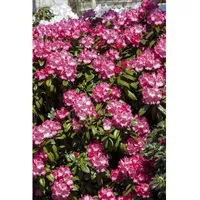 Pflanzen Für Dich Rhododendron yakushimanum 'Morgenrot', rosa Blüten, 30–40