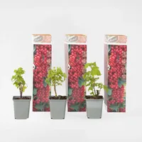 Plant in a Box - Rote Johannisbeere - 3er-Set