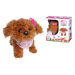 Simba - Chi Chi Love - Tea Cup Poodle Puppy