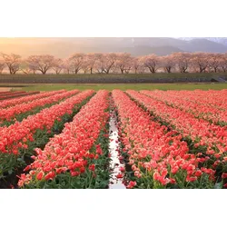 Fototapete PAPERMOON "Blumenfelder", bunt, B:5,00m L:2,80m, Vlies, Tapeten