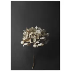 Paper Collective - Stillleben 04 (Hydrangea), 50 x 70 cm