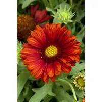 Pflanzen Für Dich Gaillardia x grandiflora 'Burgunder' p 0,5