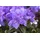 pflanzen-für-dich.de – Kleinblättriger Rhododendron 'luisella' Rhododendron impeditum 'luisella' C 2 20- 25