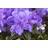 pflanzen-für-dich.de – Kleinblättriger Rhododendron 'luisella' Rhododendron impeditum 'luisella' C 2 20- 25