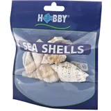 Dohse HOBBY Natur Sea Shells Set L (5 Stück)