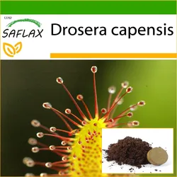 SAFLAX - Afrikanischer Sonnentau - 200 Samen - Mit Topfsubstrat zur besseren Anzucht - Drosera capensis