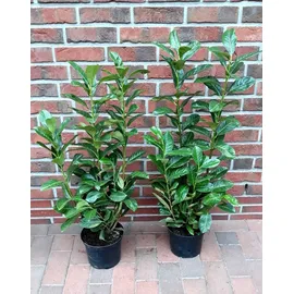 pflanzen-boering 10x Kirschlorbeer Genolia® 60-80 cm - Immergrüne Heckenpflanzen - für - Sichtschutz Pflanzen schnel...