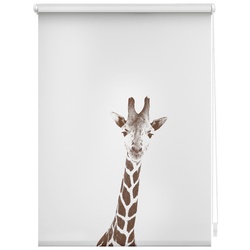 Lichtblick Rollo, ‎‎Klemmfix, 90x150 cm‎, Giraffe - braun