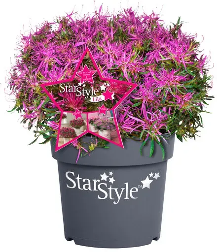Japanische Azalee Star Style lila