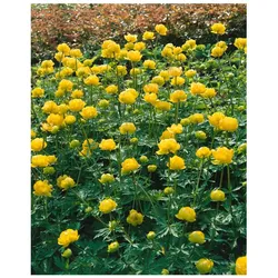 Trollius chinensis 'Golden Queen', Trollblume, leuchtend gelb, ca. 9x9 cm Topf