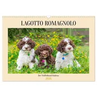 Calvendo Lagotto Romagnolo - der Trüffelhund Italiens (Wandkalender 2026