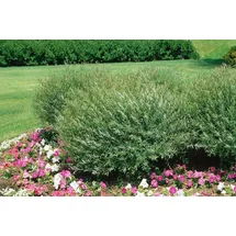 Pflanzen Für Dich Salix Purpurea Nana Purpur-Weide Kompakt 15–20 cm