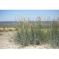 Pflanzen-für-dich.de Ammophila breviligulata, Strandhafer, 60–80 cm