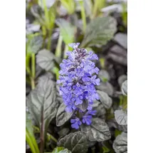 Pflanzen Für Dich Ajuga Reptans Braunherz Günsel Bronzefarben Ca. 9x9 cm Topf