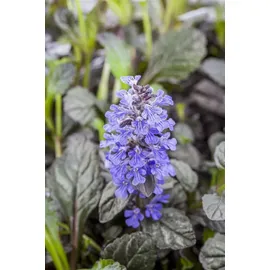 Pflanzen Für Dich Ajuga Reptans Braunherz Günsel Bronzefarben Ca. 9x9 cm Topf