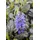 Pflanzen Für Dich Ajuga Reptans Braunherz Günsel Bronzefarben Ca. 9x9 cm Topf