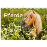 HEEL VERLAG Pferde Kalender 2026 Wandkalender