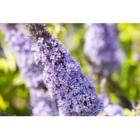 Pflanzen Für Dich Buddleja davidii 'Gulliver' c 4,6