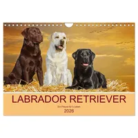 Calvendo Labrador Retriever - Ein Freund für ́s Leben