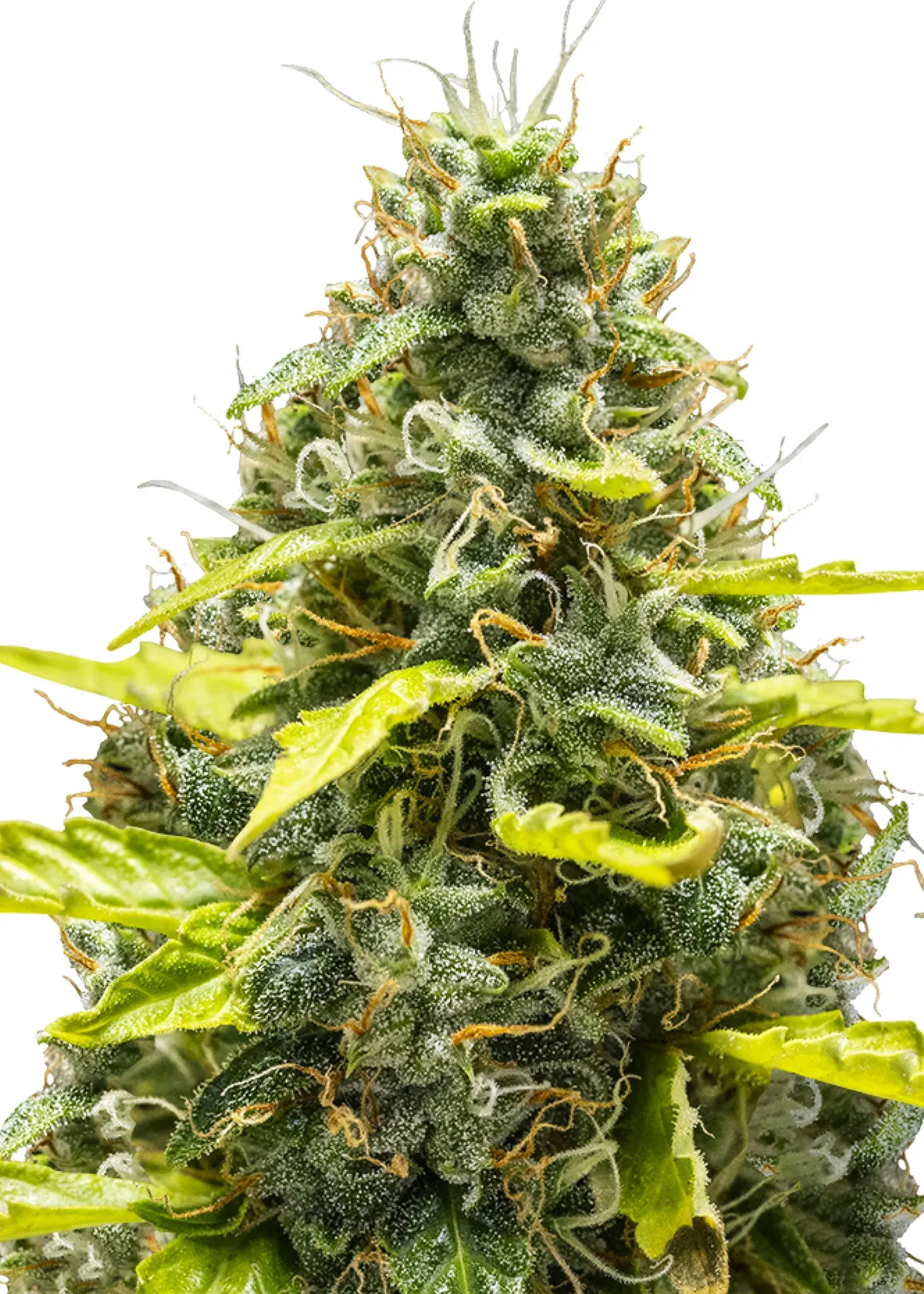 Royal Queen Seeds Royal Runtz Auto 1 Samen