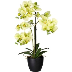 Kunstorchidee Phalaenopsis Orchidee Phalaenopsis, Creativ green, Höhe 65 cm grün