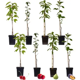 Plant in a Box - Fruchtsäulen - 8 Stk - Malus, Pryus, Prunus - Höhe 60-70cm - Topf 9cm