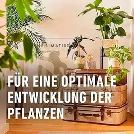 Compo Kakteendünger 250 ml