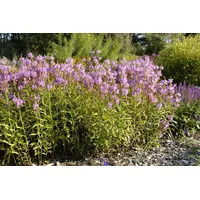 Pflanzen Für Dich Physostegia virginiana 'Vivid', Rosa Drachenkopf, ca.