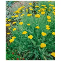 Pflanzen Für Dich Achillea clypeolata, Schafgarbe, gelb, ca. 9x9