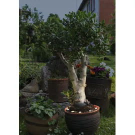 EGLO LED-Lichterkette Kunststoff 7 m Warmweiß