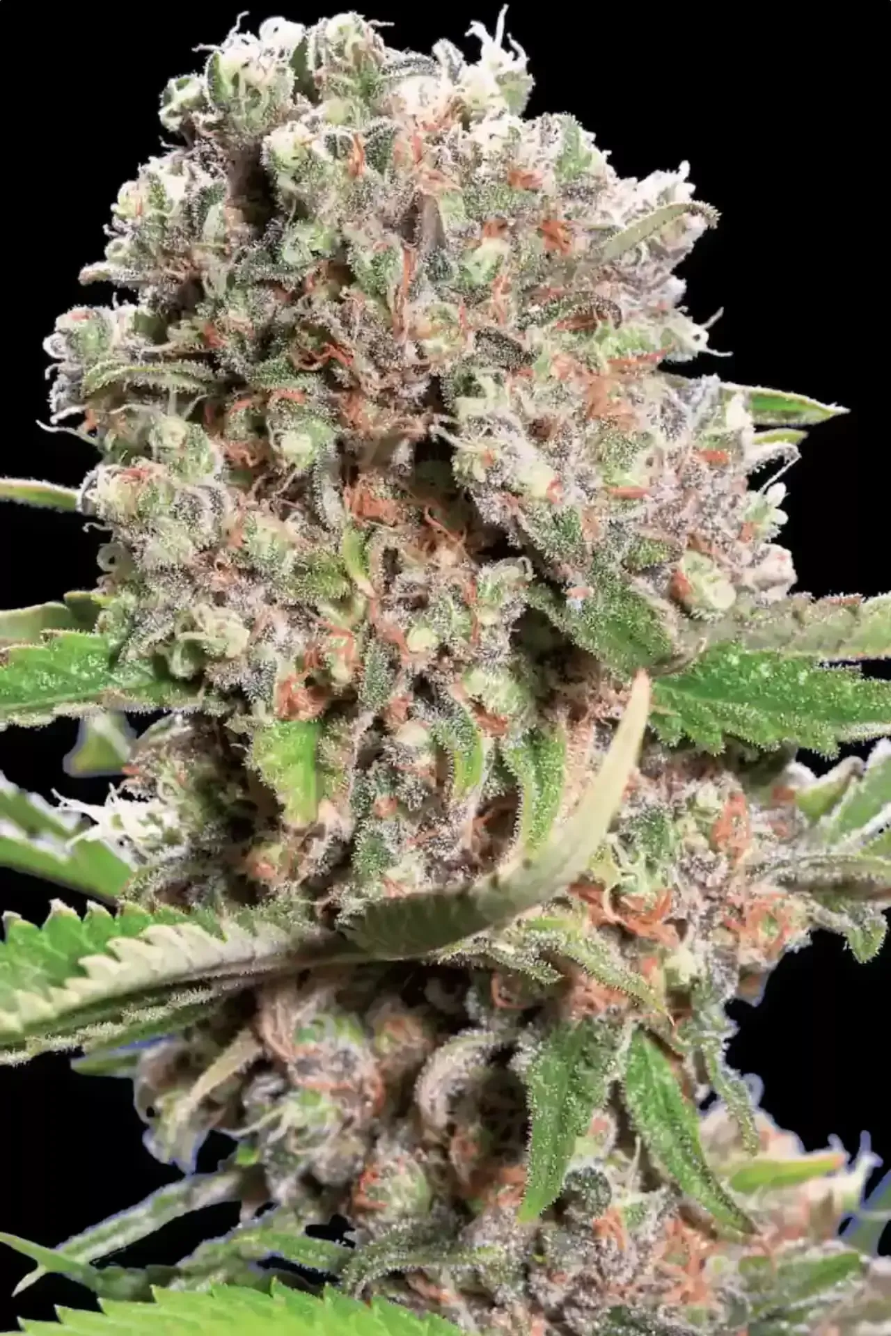 Paradise Seeds Mendocino Skunk 5 Samen