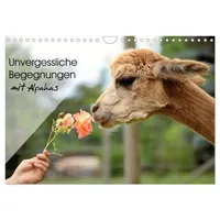 Calvendo Unvergessliche Begegnungen mit Alpakas (Wandkalender 2026 DIN A4