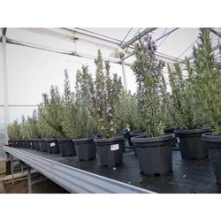 3 Stück echter Rosmarin Officinalis 50-60 cm Höhe, XL Busch Ø 20-30 cm, stehend, winterhart Kräuter