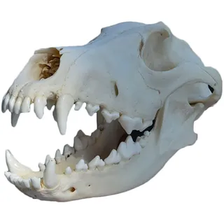 Hundeschädel Modell - Echt Tier Hund Schädel Probe - Hundekopf Skeleton Natürliche Zähne Knochenprobe Modell Taxidermie Versorgung Kunst Knochen Tierarzt Medizin,20cm