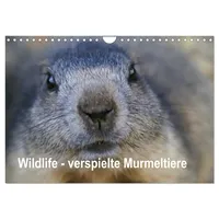 Calvendo Wildlife - Verspielte Murmeltiere (Wandkalender 2026 DIN A4