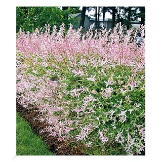 BALDUR Garten 1x Salix-Hecke Hakuro Nishiki, Pflanze im 11 cm-Topf
