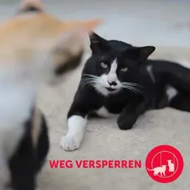 Ceva Feliway Friends Start-Set