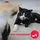 Ceva Feliway Friends Start-Set