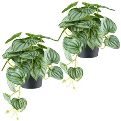 Kunstpflanze CREATIV GREEN "Peperomia", grün (grüngrau), B:40cm H:24cm, Kunststoff, Kunstpflanzen, mit naturgetreuem Blattwerk Peperomia