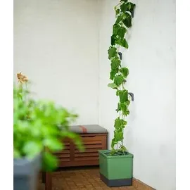 Gusta Garden Curt Cucumber Gurkentopf 35 x 138 x 28 cm dunkelgrün