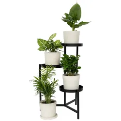 Plant in a Box Coffea, Chamadorea, Musa, Syngonium - Budget-Pflanzenmischung 4er Set Höhe 25-40cm