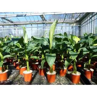 gruenwaren jakubik gruenwaren jakubikBananenstaude Musa Basjoo 80 - 100 cm winterhart Staude japanische Faserbanane
